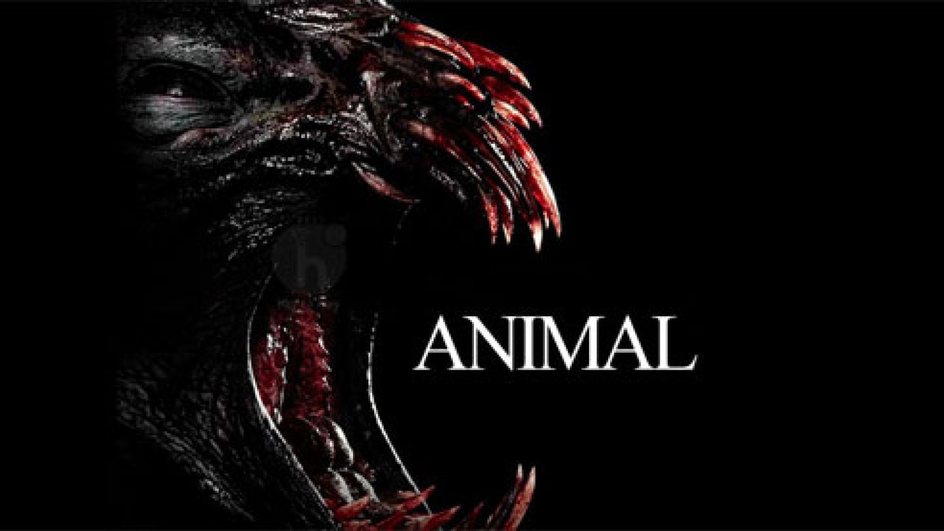 Animal