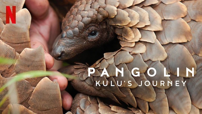 Pangolin: Kulu's Journey